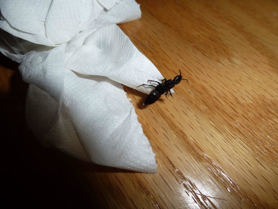 Ungebetene Tiere im Zimmer - in Massen The Sea Hotel by Grupotel - Adults only