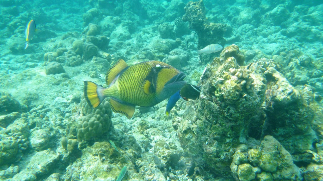 Gelber Riesendrücker NH Collection Maldives Reethi Resort