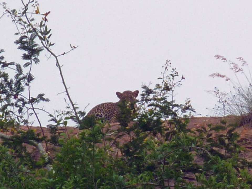 Leopard von der Lodge aus gesehen Rhino Valley Lodge
