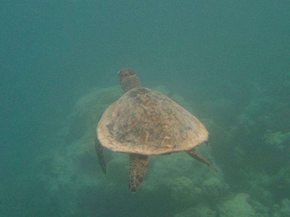 Schildi Summer Island Maldives