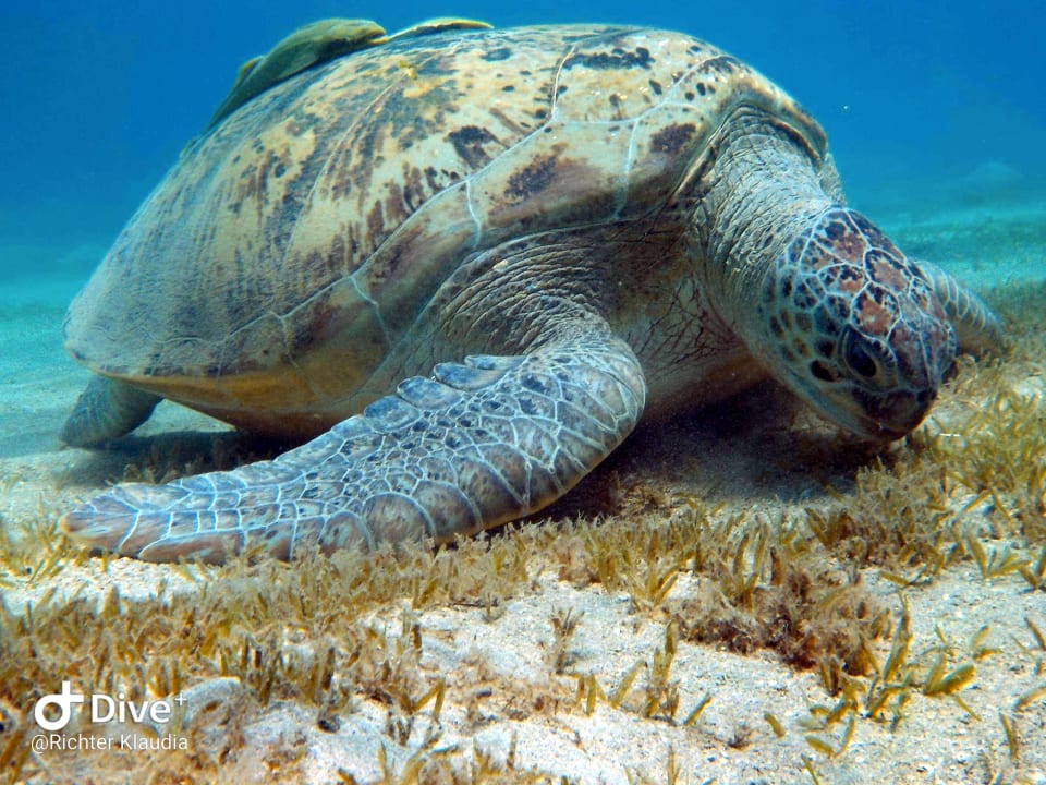Strand Pickalbatros Sands Hotel - Port Ghalib