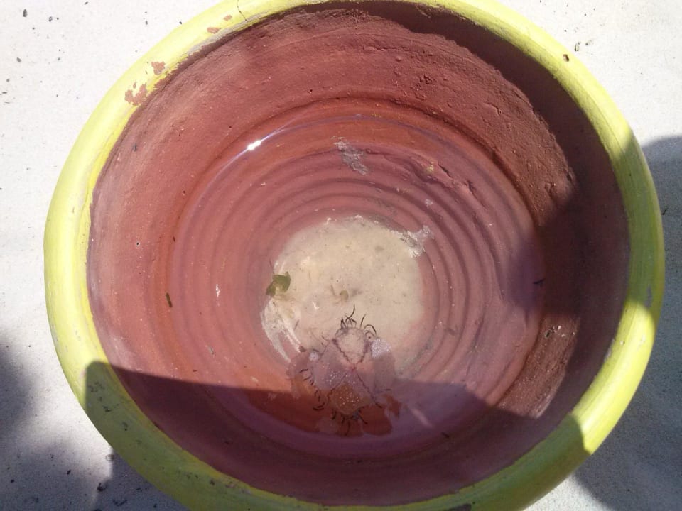 Meduza Monarque Club Rivage