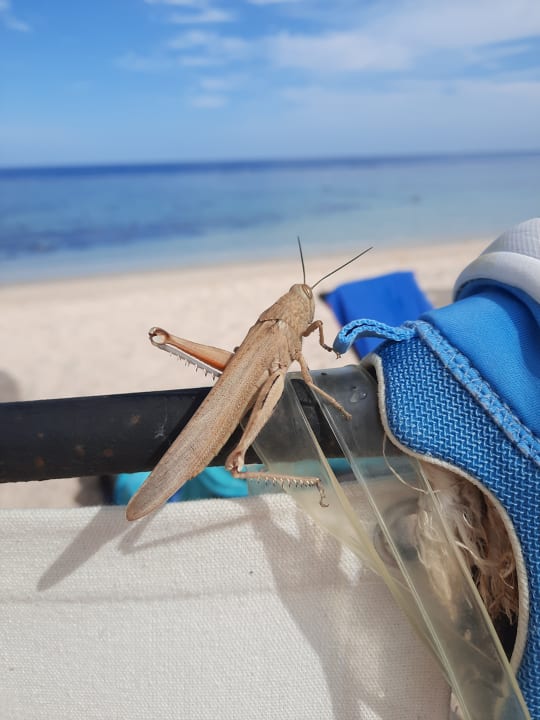 Gartenanlage Radisson Blu Resort, El Quseir