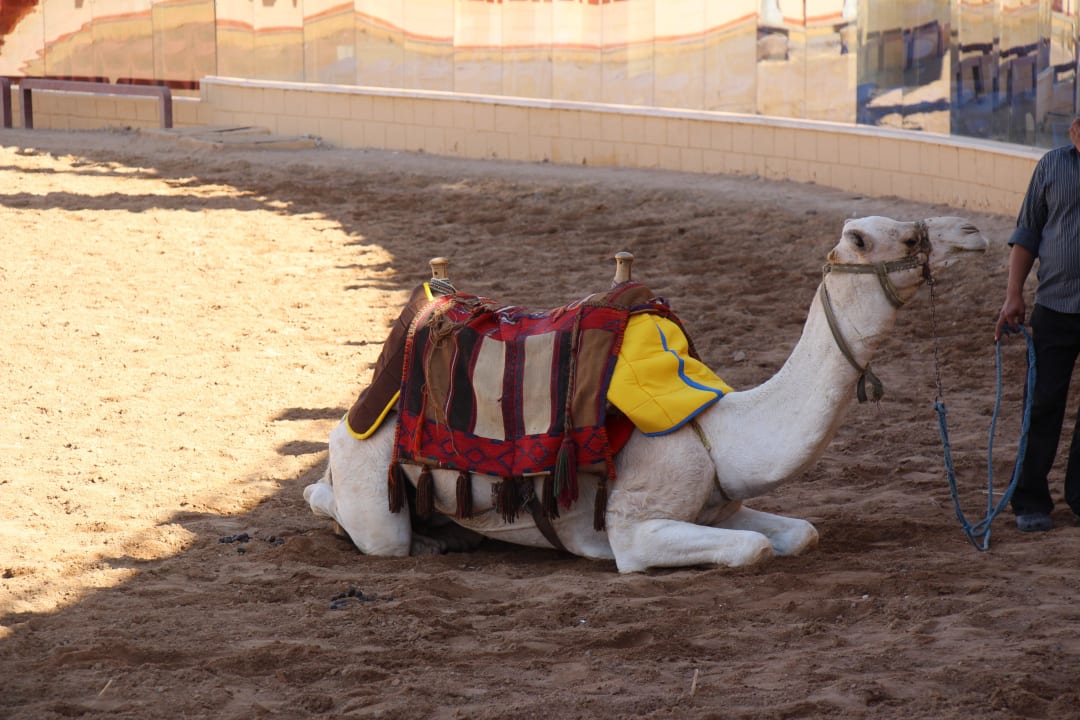 Kamel Pickalbatros Alf Leila Wa Leila Resort - Neverland Hurghada