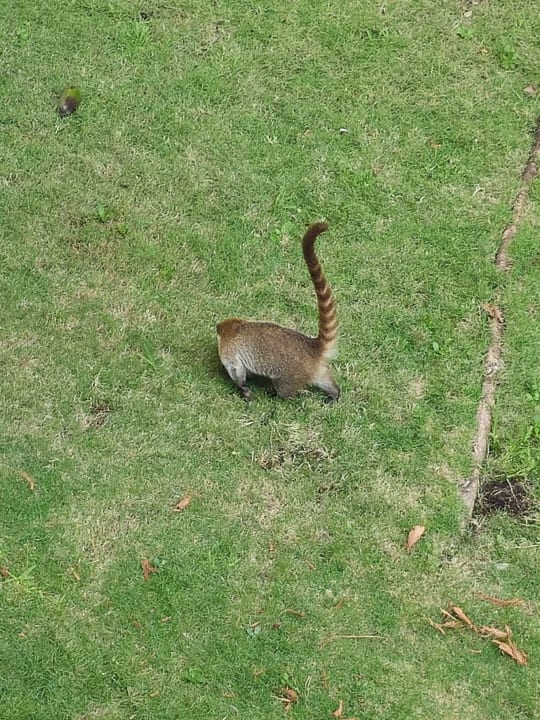Gartenanlage Hotel Riu Playacar