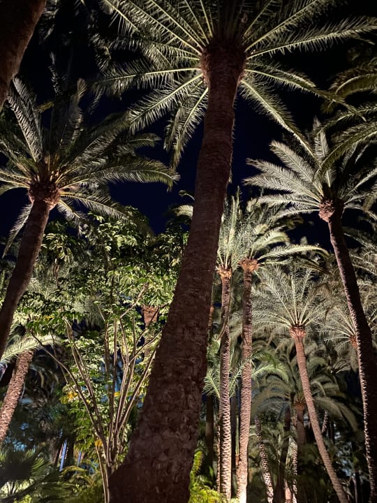 Gartenanlage Hotel Riu Palace Oasis