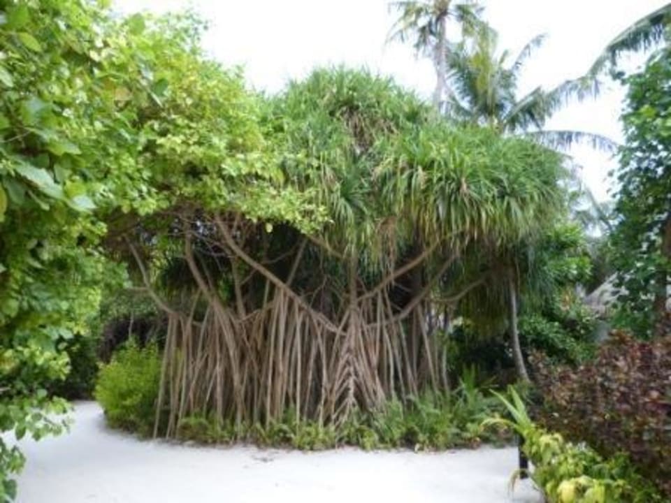 Anlage  Sun Siyam Iru Fushi