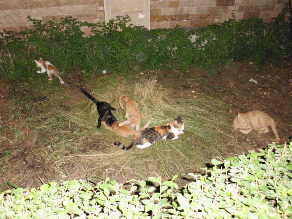 Katzenfamilie ,die Eltern und die 4 Kinder Crystal Paraiso Aqua Collection