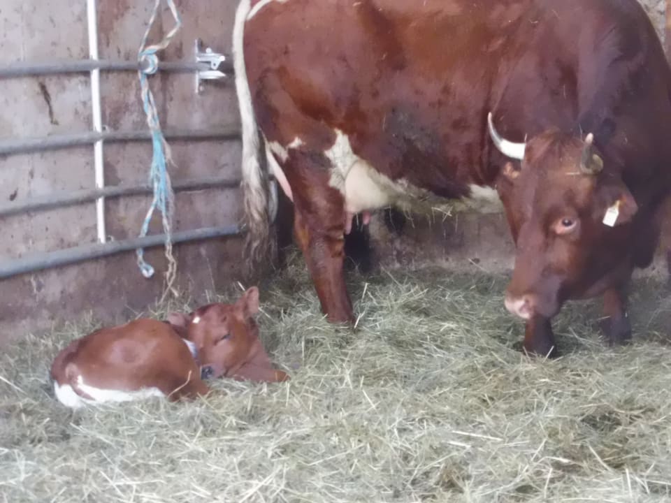 Sonstiges Bauernhof Haus Waldesruh