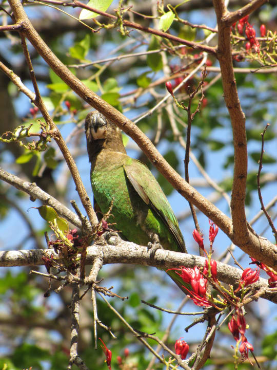 Braunkopfpapagei Hotel Restcamp Skukuza