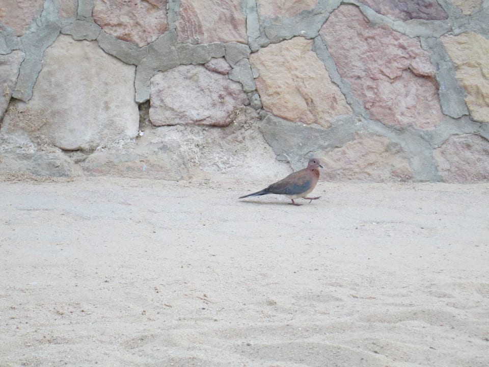 Лайфгард Marlin Inn Azur Resort