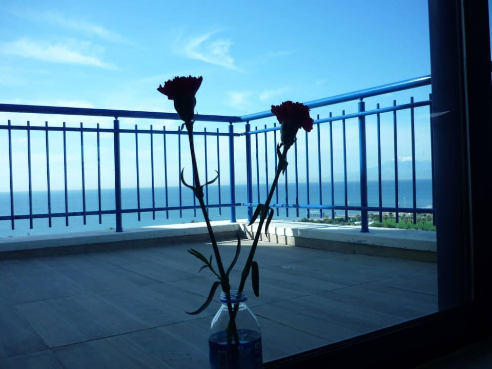 Nelken zum Weltfrauentag ;-) an unserem Fenster  Titanic Deluxe Lara