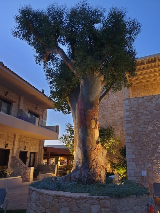 Gartenanlage Cactus Royal