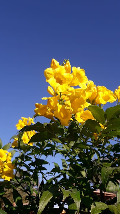 Gartenanlage Golden Beach Resort