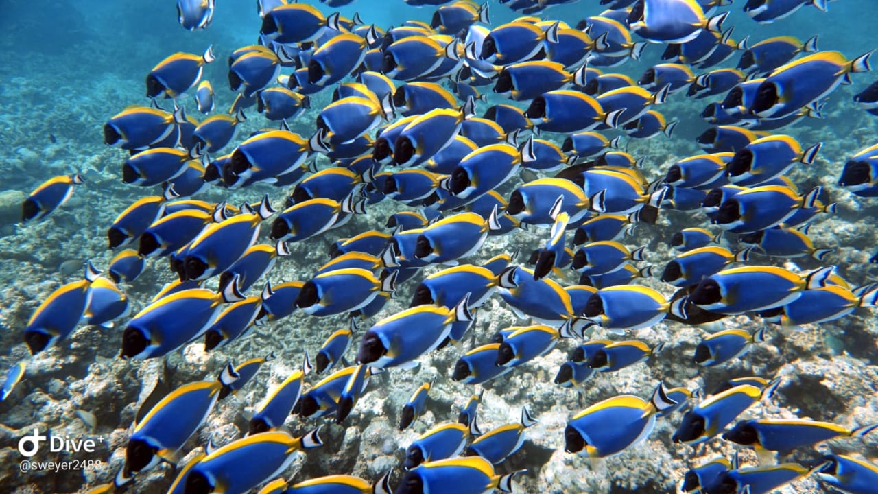 Sport & Freizeit Summer Island Maldives