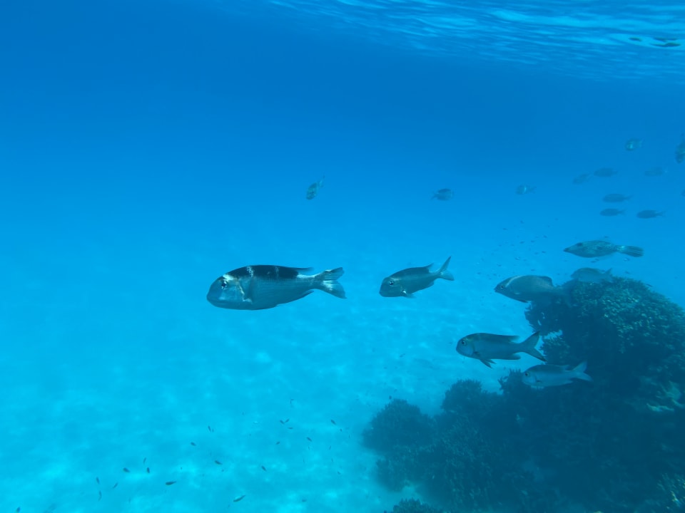 Sport & Freizeit Hotel Riu Palace Maldivas