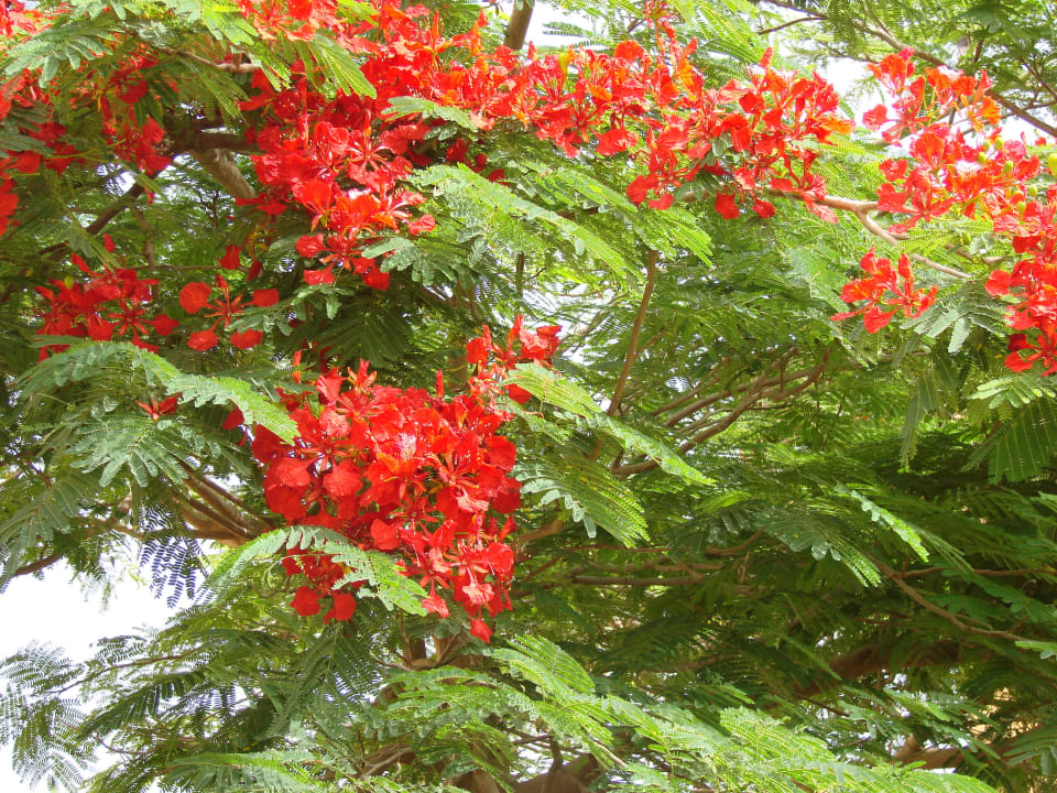 Flammenbaum Steigenberger Coraya Beach - Adults only