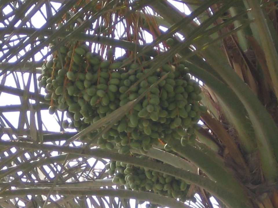 Palmy daktylowe Hilton Garden Inn Ras Al Khaimah