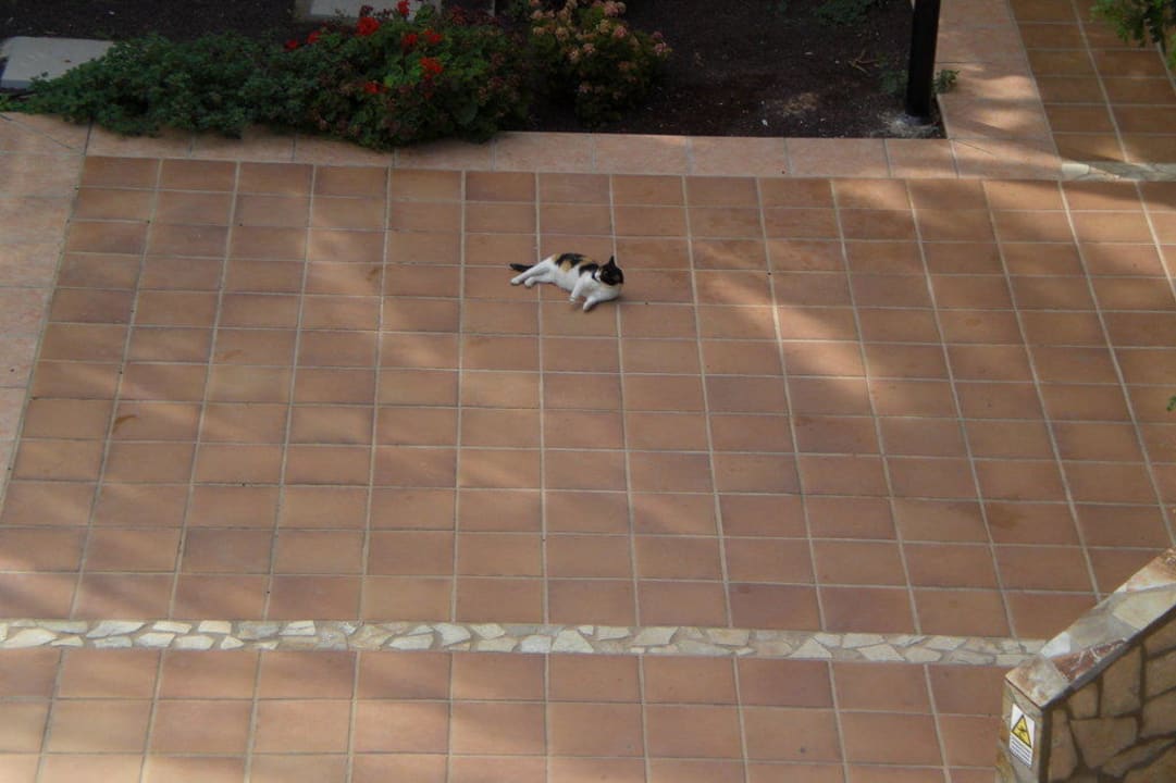 Hotelkatzen SBH Club Paraiso Playa