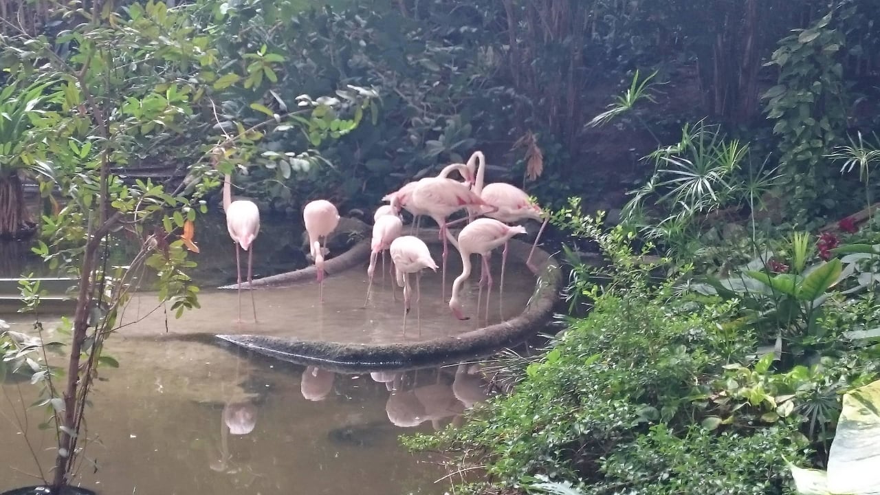 Viele Tiere Leben dort  Tropical Islands Resort