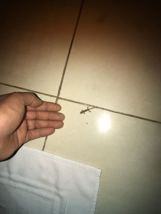 Gartenanlage ROBINSON MALDIVES