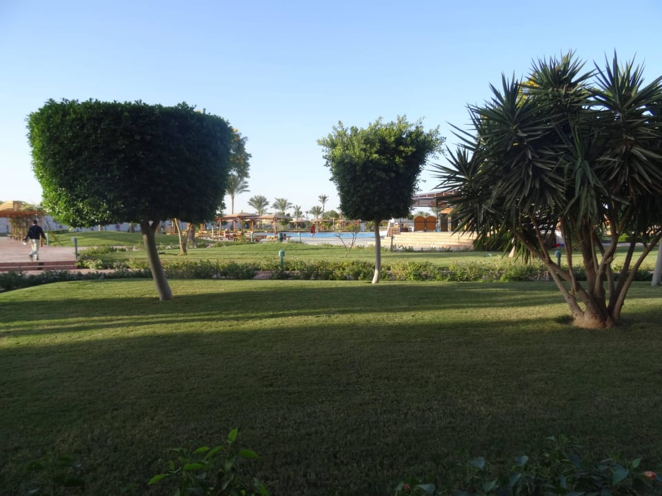 Sehr große Anlage Desert Rose