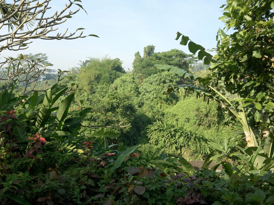 Ausblick von der Terrasse Maya Ubud Resort & Spa Bali
