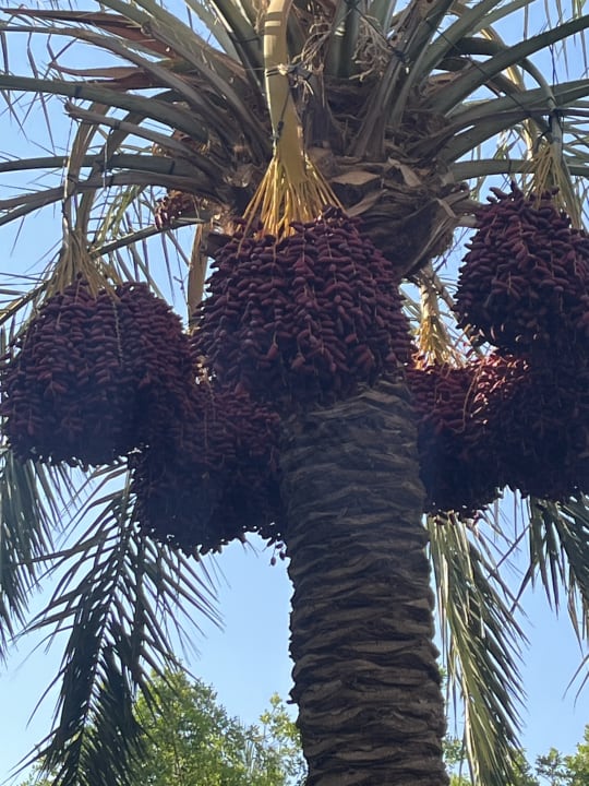 Gartenanlage Desert Rose