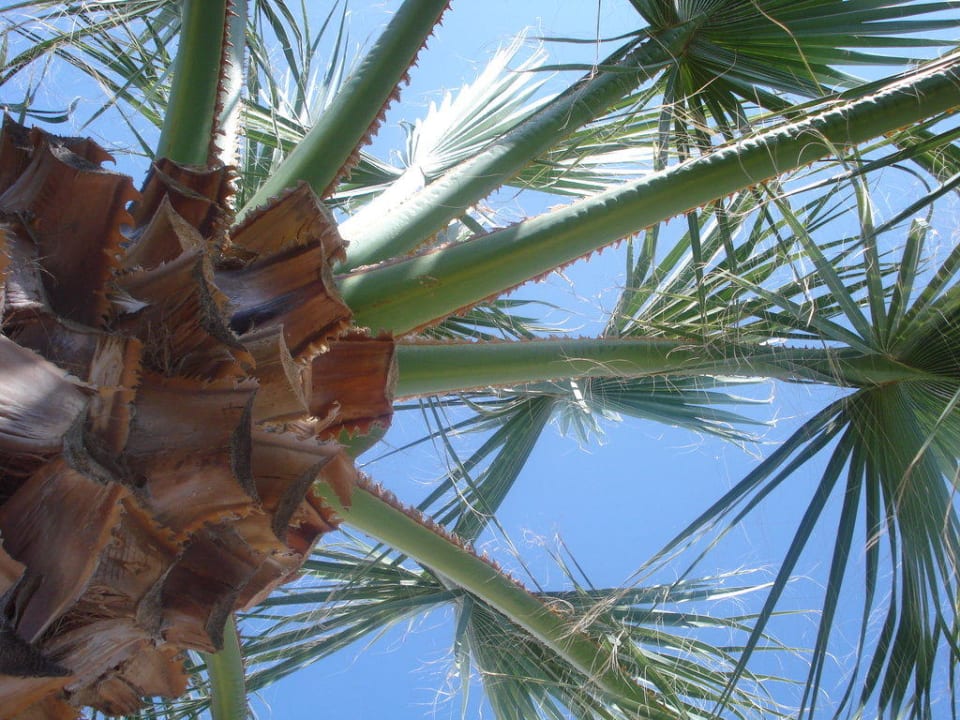 Palme Hotel Grand Efe