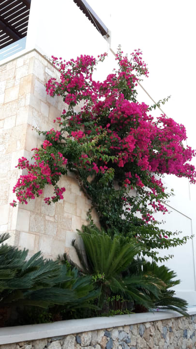 Gartenanlage Aquagrand Artistic Luxury Beach Resort - Adults only