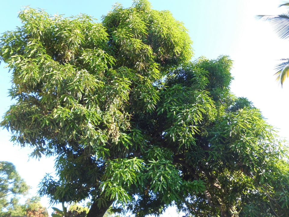 Gartenanlage Ozeanic Caribbean Hotel Apartment