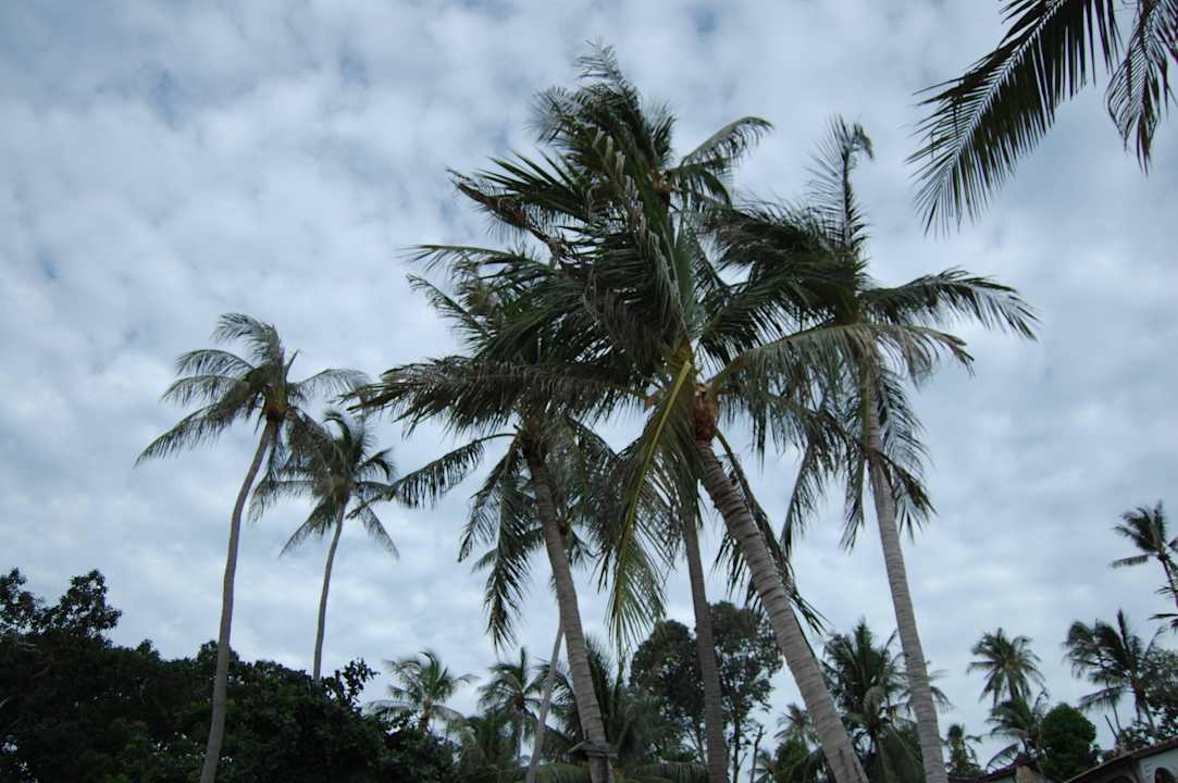 Viele Palmen Panviman Resort Koh Phangan