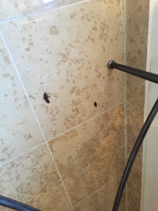 Nur ein kleiner Auszug aus der Kakerlakenplage Hotel Villa Tuttorotto