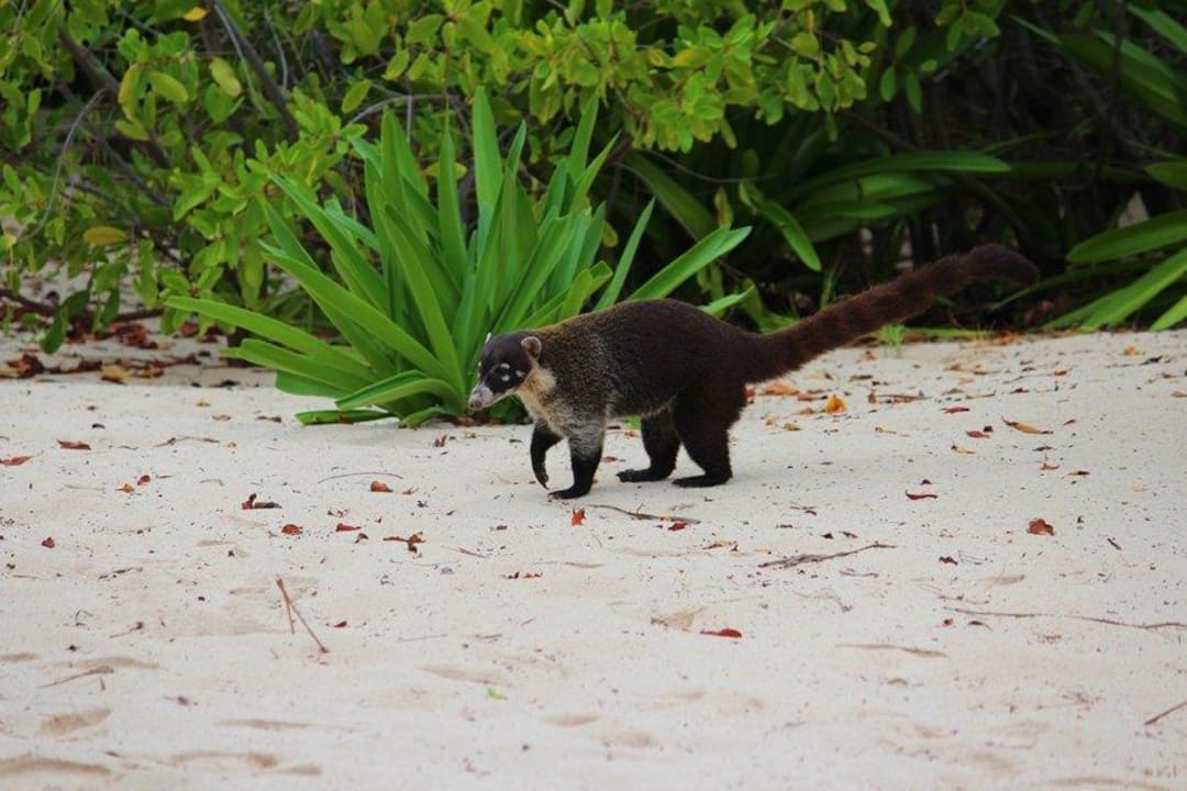 Freidliche Nasenbären Iberostar Selection Paraiso Maya Suites