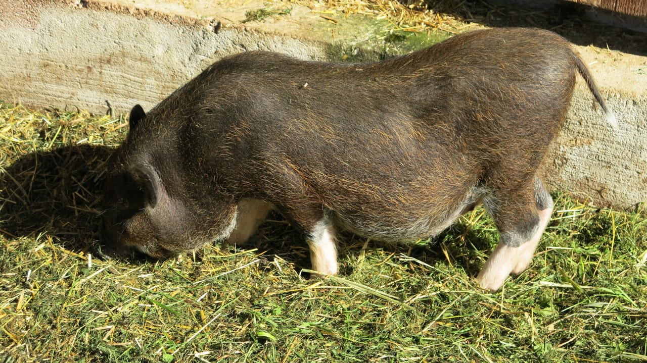 Frieda Familienhotel Ramsi