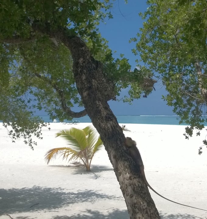 Irgendwo auf der Insel... Meeru Maldives Resort Island