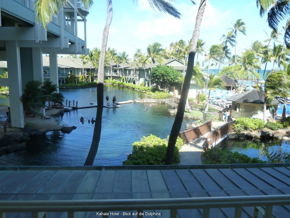Dolphin-Becken The Kahala Hotel & Resort