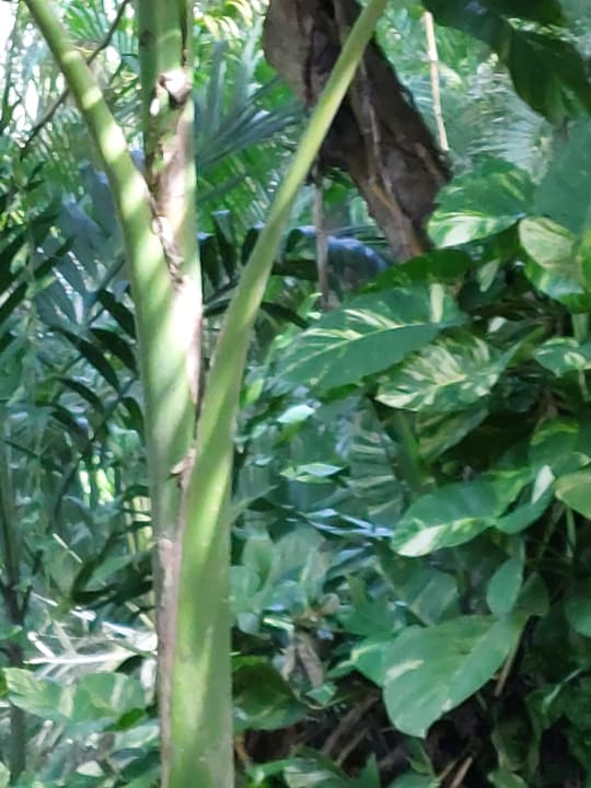 Gartenanlage Hotel Riu Tequila