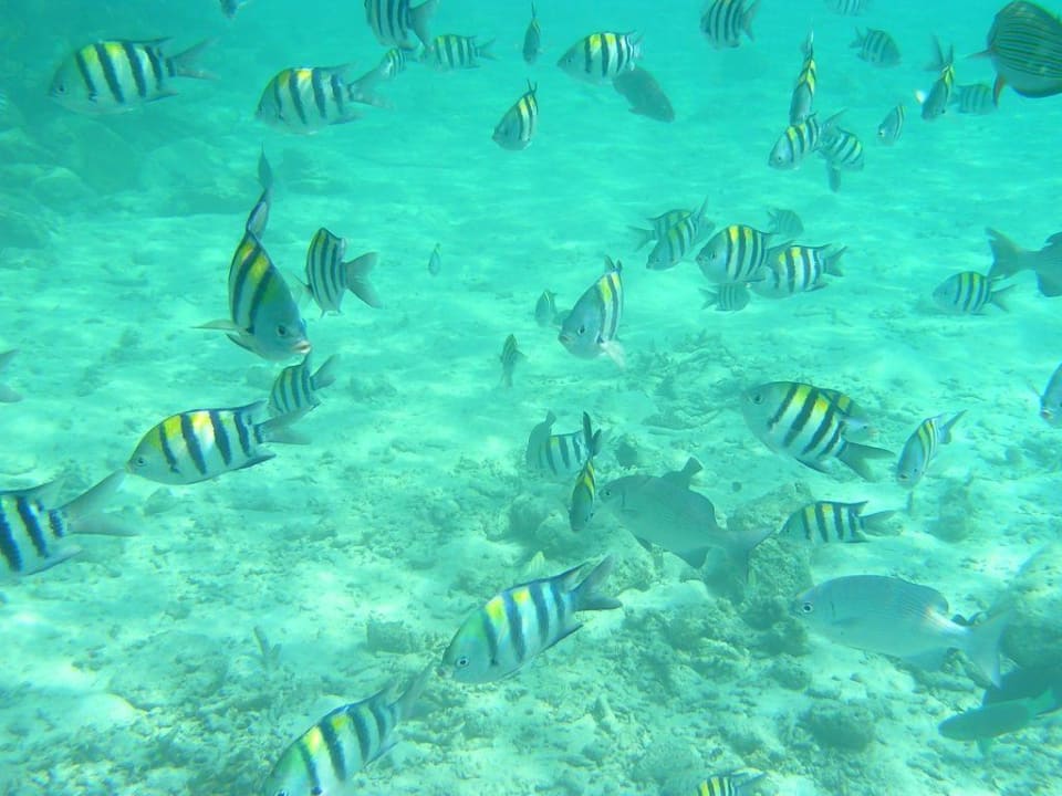 Fischschwarm Summer Island Maldives