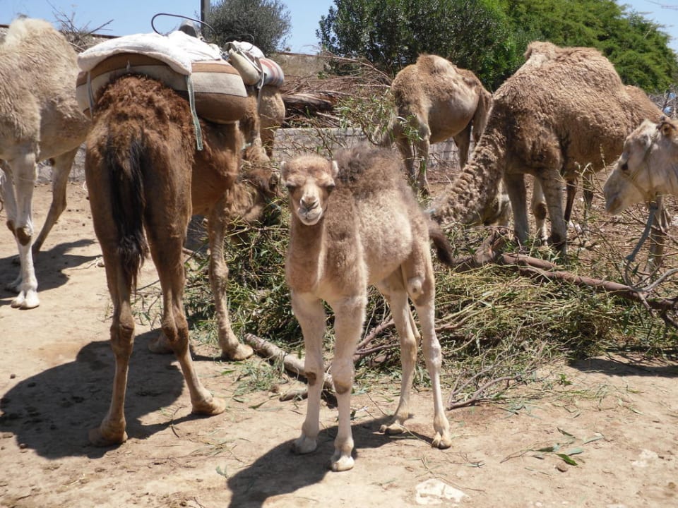 Kamelreiten Nour Palace Resort & Thalasso