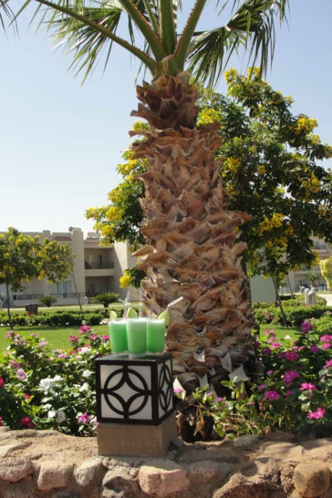 Egipt 2017 Pickalbatros Royal Moderna Resort-Sharm El Sheikh