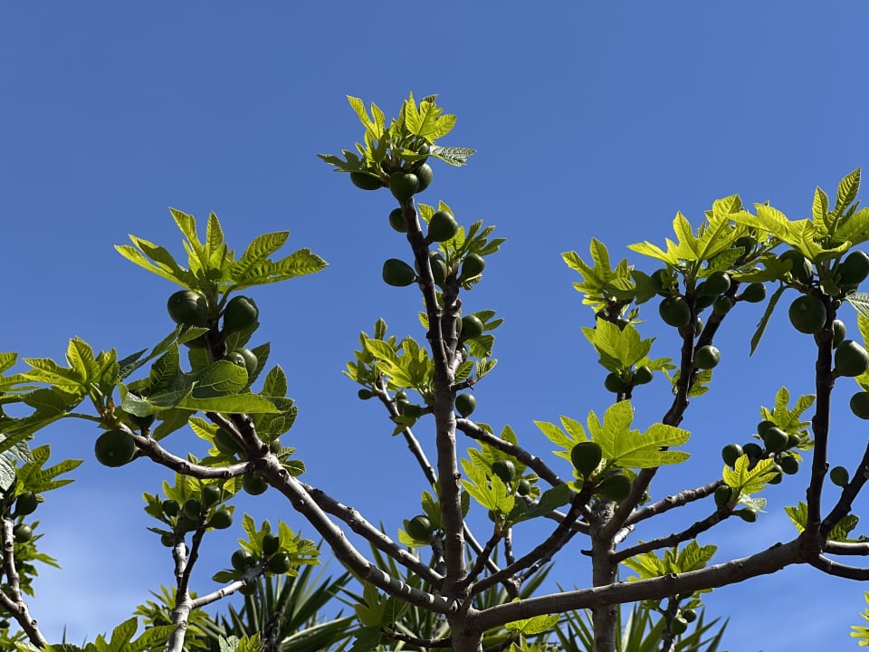 Gartenanlage Son Moll Sentits Hotel & Spa