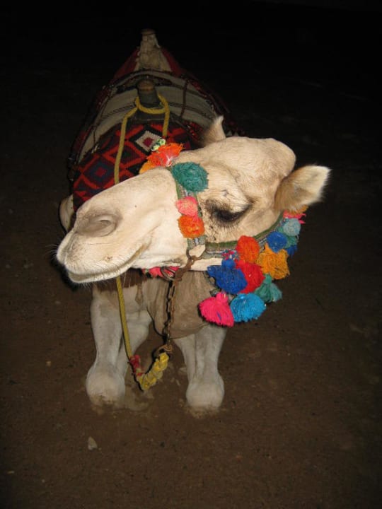 Kamel in der Arena des Hotels Pickalbatros Alf Leila Wa Leila Resort - Neverland Hurghada