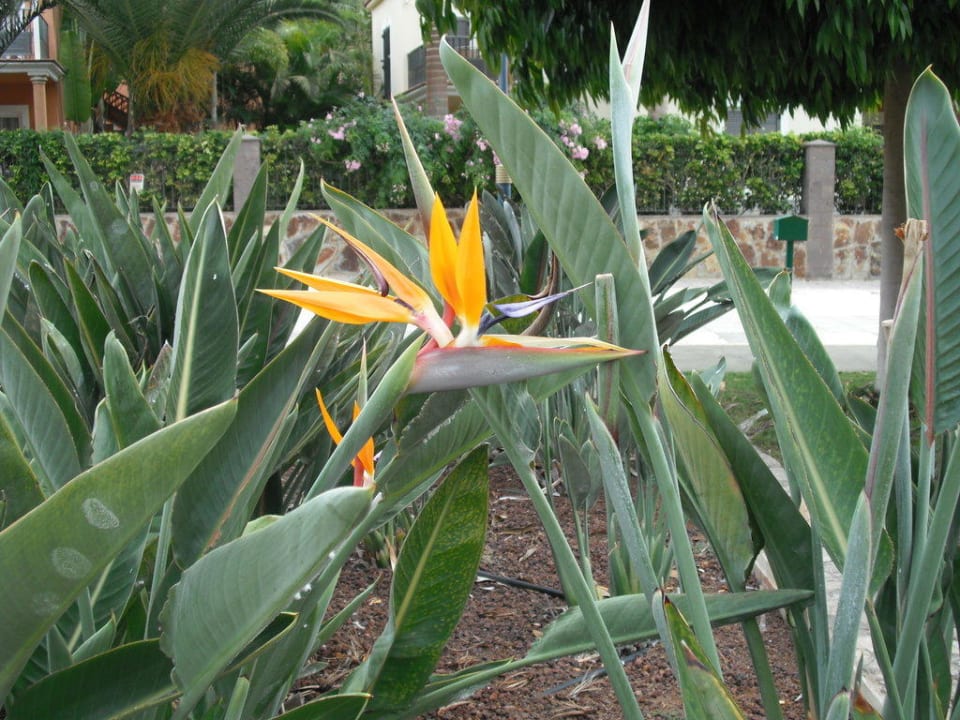 Auf dem Weg zum Strand entdeckt! Hotel Cordial Mogán Playa