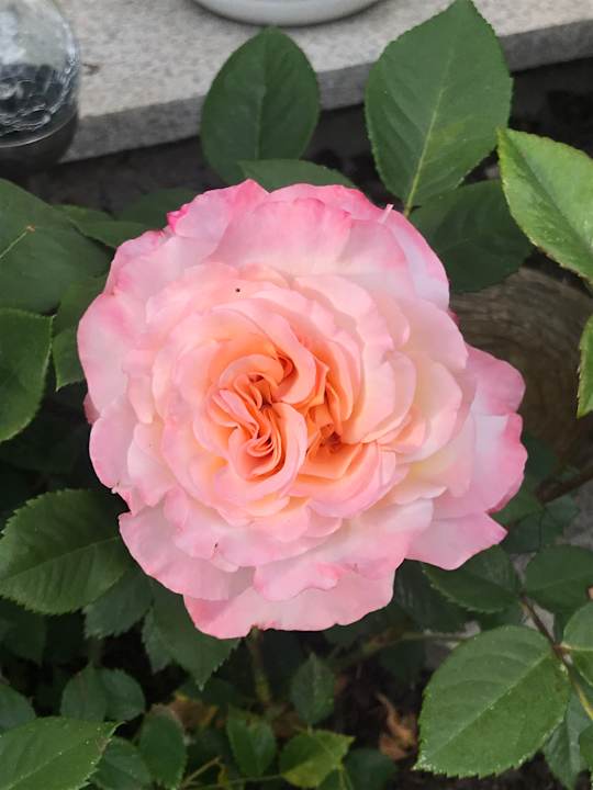 Gartenanlage VONRESORT Golden Coast