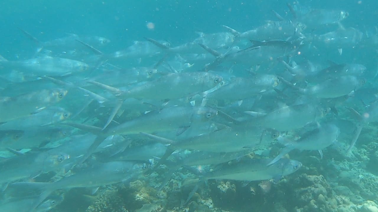 Sport & Freizeit NH Collection Maldives Reethi Resort