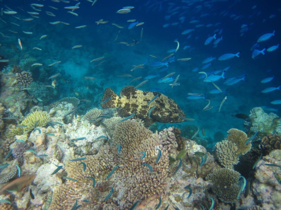 Hausriff Embudu Village