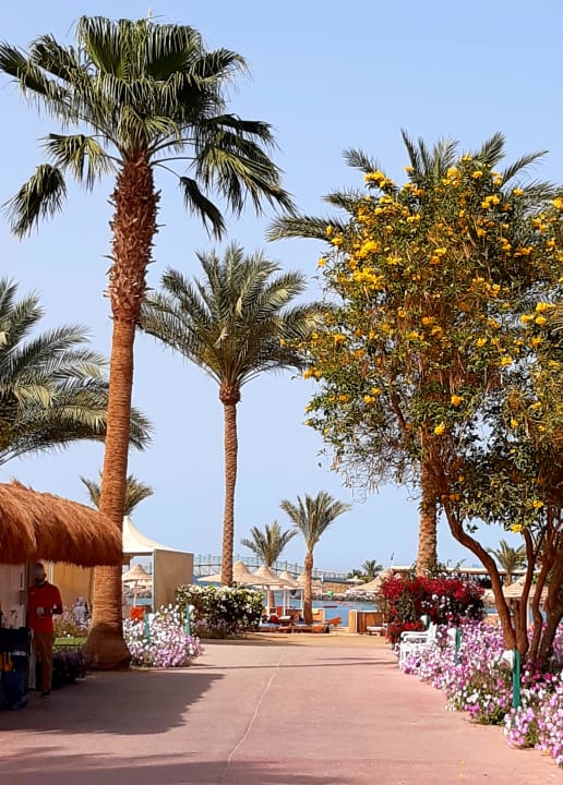 Ausblick Desert Rose