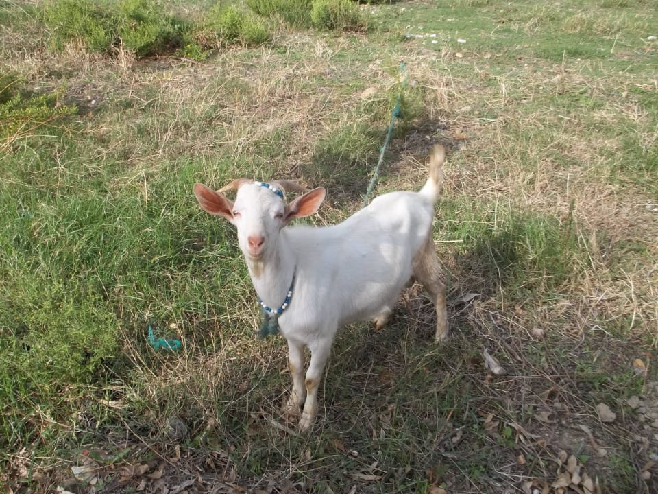 Przed wejściem Alan Xafira Deluxe Resort & Spa