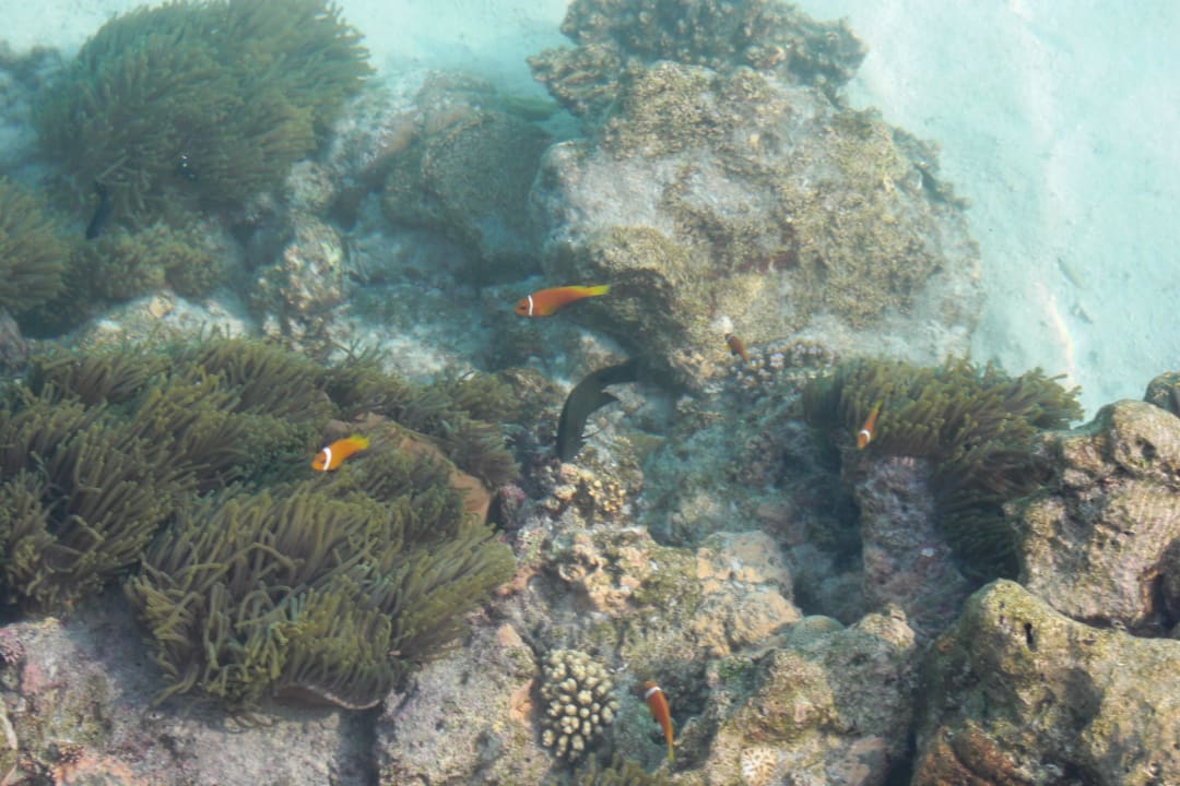 Nemo begrüßt einen gleich am Steg Summer Island Maldives